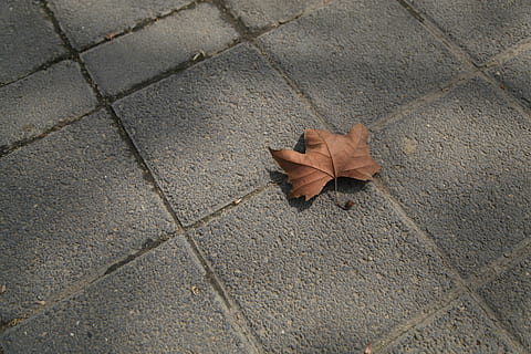 Entlaubung, Boden, traurig, Blatt, Pflanzenteil, Herbst, trocken, Veränderung, High Angle View, Fußweg, keine Leute, Straße, Tag, Verletzlichkeit, Natur, Zerbrechlichkeit, Kopfsteinpflaster, Nahansicht, Blattvene, Pflasterstein, Stein, direkt darüber, texturiert, draußen, Ahornblatt, Blätter, Beton, 5K, CC0, gemeinfrei, lizenzfrei