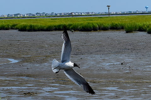 bird, seagull, marshland, estuary, water, grass, sunny, nature, marsh, green, landscape, coast, sky, wetland, rural, bay, sea, ocean, outdoor, pastoral, bog, city, skyline, animal themes, animal, flying, animal wildlife, animals in the wild, vertebrate, spread wings, one animal, no people, animal body part, mid-air, outdoors, motion, water bird, beauty in nature, environment, 1080P, CC0, public domain, royalty free