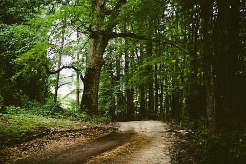 groene boomplant, groene boom, fabriek, bomen, Bos, weg, natuur, boom, bos-, buitenshuis, landschap, voetpad, groene kleur, zomer, landelijke scène, Vakantiebestemmingen, geen mensen, niet-stedelijke scène, schoonheid in de natuur, land-, groei, richting, kalmte, de weg vooruit, rustige scène, romp, boomstam, vuil, dag, spoor, bamboe - plant, lang, 4K, CC0, publiek domein, royaltyvrij