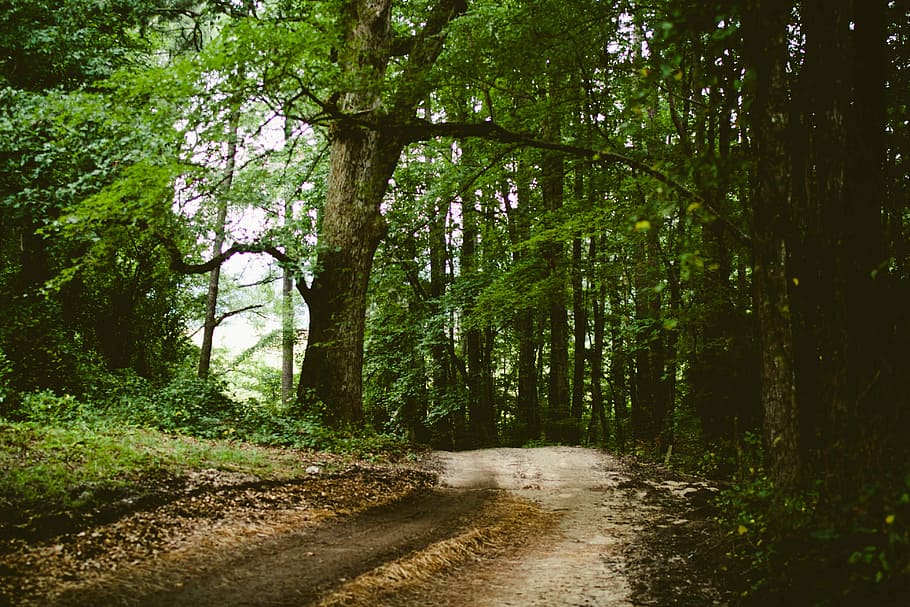 groene boomplant, groene boom, fabriek, bomen, Bos, weg, natuur, boom, bos-, buitenshuis, landschap, voetpad, groene kleur, zomer, landelijke scène, Vakantiebestemmingen, geen mensen, niet-stedelijke scène, schoonheid in de natuur, land-, groei, richting, kalmte, de weg vooruit, rustige scène, romp, boomstam, vuil, dag, spoor, bamboe - plant, lang, 4K