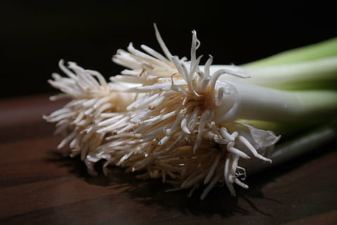 zimní cibule, pórek, vykořenit, stonek, zelenina, oříznutí, rostlina, allium fistulosum, altaicum, ceratophyllum, cepa sissilis, c ventricosa, pór skleník, biologie, jarní cibulka, brzy cibule, mladá cibule, jarní cibulky, zwiebelroehrl, cibule trubice, potrubí, tlačítko cibule, sahi cibule, nakrájenou cibuli, věčná cibule, zimní cibule cibule, zimní živý plot, bílý florentine, hrubá pažitka, jakobslauch, john leek, cibule, dutý pórek, schnattra, kouřovody, koření, rostlin, kuchyně zelenina, jídlo, jídlo a pití, svěžest, detail, nikdo, zeleniny, uvnitř, Zdravé stravování, syrové potraviny, blahobyt, stůl, černé pozadí, přísada, asijské jídlo, dřevo - materiál, bílá barva, studio shot, Příroda, stálý život, fazolové klíčky, vegetariánské jídlo, japonské jídlo, 5K, CC0, veřejná doména, bez autorských práv
