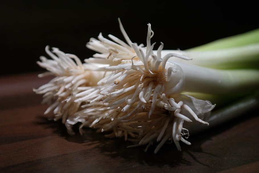 ceba d'hivern, porro, arrel, tija, verdures, cultiu, planta, allium fistulosum, un altaicum, un ceratophyllum, cepa sissilis, c ventricosa, hivernacle de porros, biologia, ceba tendra, ceba primerenca, ceba jove, cebes de primavera, zwiebelroehrl, tub de ceba, canonades, botons de cebes, sahi ceba, tallar la ceba, ceba eterna, ceba d'hivern d'hivern, tanca d'hivern, florentina blanca, cebola gruixuda, jakobslauch, john porro, ceba de carn, porro buit, schnattra, fums, espècia, planta vegetal, verdures de cuina, menjar, menjar i beguda, frescor, primer pla, cap gent, vegetals, a l'interior, alimentació saludable, aliments crus, benestar, taula, fons negre, ingredient, menjar asiàtic, material de fusta, Color blanc, tir de l'estudi, naturalesa, natura morta, brot de mongeta, menjar vegetarià, menjar japonès, 5K