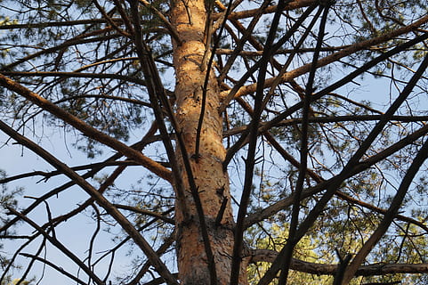 árbol, rama, pino, generosamente, planta, vista de ángulo bajo, nadie, el maletero, día, tronco de arbol, naturaleza, crecimiento, cielo, tranquilidad, belleza en la naturaleza, fotograma completo, al aire libre, antecedentes, árbol desnudo, marrón, de cerca, complejidad, copas de los árboles, 5K, CC0, dominio público, libre de derechos