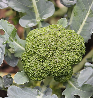 broccoli, verdura, crudo, cibo, freschezza, biologico, agricoltura, natura, mangiare sano, cibo vegetariano, foglia, colore verde, avvicinamento, cibo e bevande, crescita, nessuno, parte vegetale, concentrarsi sulle conoscenze acquisite, pianta, benessere, giorno, bellezza nella natura, vista dall'alto, all'aperto, 2K, CC0, dominio pubblico, privo di copyright
