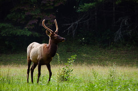 maro, cerb, verde, iarba gazonului, timpul zilei, căprioară maro, iarbă verde, animale sălbatice, animal, natură, mamifer, animale în sălbăticie, corn de cerb, cu coarne, antilopă, zona de sălbăticie, parc național, caprioara rosie - animal, în aer liber, pădure, safari animale, iarbă, animale salbatice, animale tematice, un animal, plantă, teren, animale vertebrate, permanent, copac, nici o persoana, camp, animal de sex masculin, erbivor, 4K, CC0, domeniu public, fără drepturi de autor