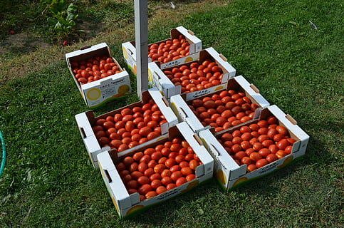 tomates, legumes, caixas, Comida, Alimentação saudável, comida e bebida, bem-estar, visão de alto ângulo, grama, plantar, fruta, recipiente, ninguém, dia, frescura, campo, natureza, agricultura, terra, caixa, vermelho, grande grupo de objetos, maçã - fruta, ao ar livre, maduro, 4K, CC0, domínio público, royalty free