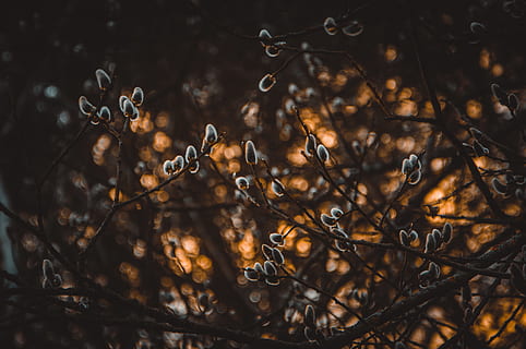 overfladisk, fokus fotografering, grå, planter, sløring, grene, tæt på, miljø, fokus, natur, træ, plante, ingen mennesker, ro, afdeling, selektiv fokusering, skønhed i naturen, vækst, tør, fokus på forgrunden, jord, Kvist, udendørs, dag, efterår, blad, Mark, Brun, lave om, død plante, 5K, CC0, offentligt domæne, royaltyfrie