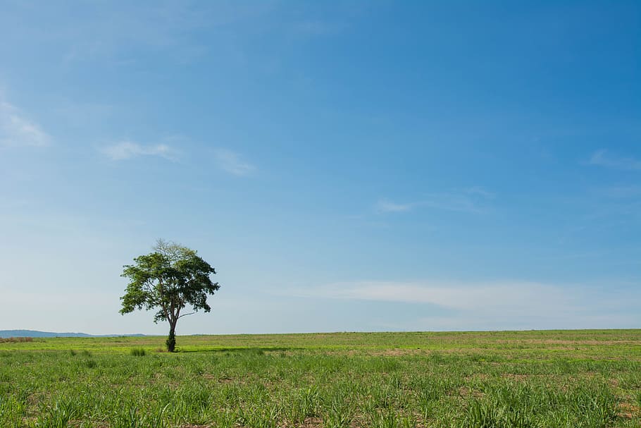 arbre, camp ampli, vista, fons, planta, cel, camp, paisatge, terra, bellesa a la natura, medi ambient, creixement, escena tranquil·la, tranquil·litat, escenics - natura, herba, naturalesa, color verd, dia, núvol - cel, cap gent, horitzó sobre la terra, blau, a l'aire lliure, aïllat, 5K