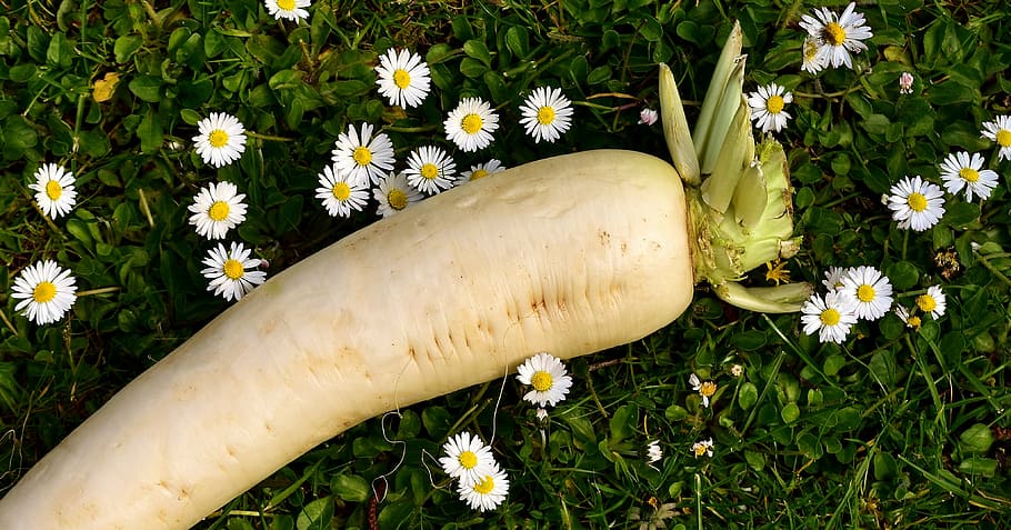 rave, raphanus, blanc, verdures, radix, arrel, planta crucífera, Brassicaceae, rave de cervesa blanca, raphanus sativus var, albus, margarida, prat, flor, naturalesa, creixement, cap gent, dia, a l'aire lliure, frescor, herba, fragilitat, planta, planta amb flors, bellesa a la natura, vulnerabilitat, Color blanc, pètal, groc, primer pla, vista d’angle alt, cap de flor, inflorescència, primavera, pol·len, 4K