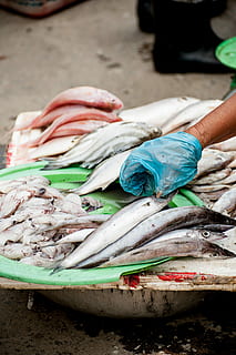 fish lot, green, plastic tray, plastic, tray, seafood, food, freshness, market, raw Food, fish, fishing Industry, sea, selling, prepared Fish, fish Market, healthy Eating, garbage, environmental issues, day, outdoors, food and drink, for sale, vertebrate, retail, wellbeing, human hand, animal, hand, fishing, one person, real people, retail display, 4K, CC0, public domain, royalty free