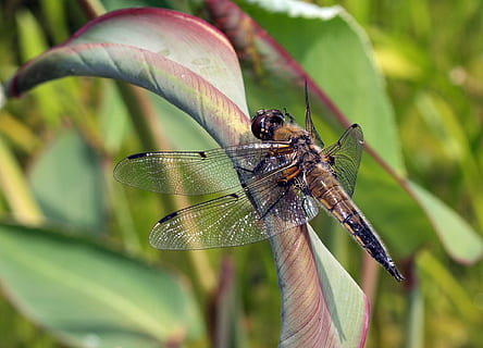 libélula, cuatro parches, biotopo, insecto, ala, naturaleza, fauna animal, invertebrado, animal, temas de animales, animales en la naturaleza, un animal, ala animal, de cerca, planta, parte de la planta, hoja, centrarse en primer plano, color verde, día, al aire libre, nadie, enfoque selectivo, 1080P, CC0, dominio público, libre de derechos