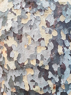 Senza titolo, camuffare, parete, struttura, sfondi, modello, strutturato, Marrone, Materiale, astratto, vecchio, ruvido, natura, legno - materiale, fotogramma intero, nessuno, giorno, avvicinamento, caratteristica della parete, struttura costruita, multicolore, all'aperto, abbondanza, grande gruppo di oggetti, intemperie, vista dall'alto, sbucciare, architettura, albero, pulito, 4K, CC0, dominio pubblico, privo di copyright
