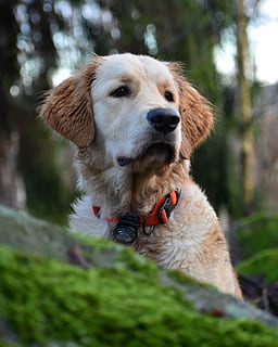 scurt strat, bronza, alb, labrador retriever, pădure, adult, galben, un animal, intern, mamifer, canin, animale tematice, animale de companie, câine, animale domestice, animal, guler, animale vertebrate, plantă, animal de companie, zi, uitându-se departe, in cautarea, să se concentreze asupra primelor elemente, nici o persoana, copac, natură, în aer liber, cap de animal, bot, 4K, CC0, domeniu public, fără drepturi de autor