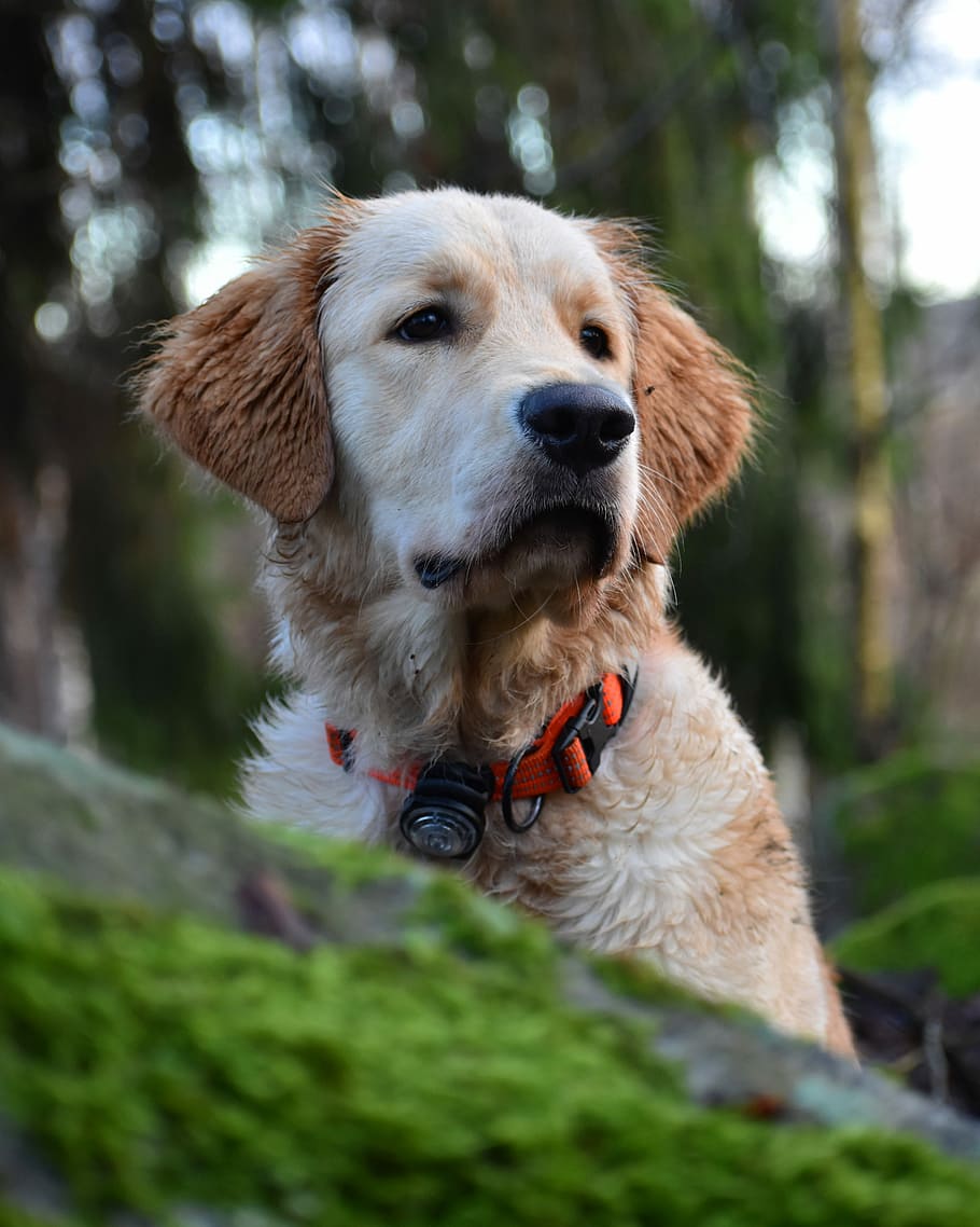 abric curt, bronzejat, blanc, labrador retriever, bosc, adult, groc, un animal, nacional, mamífer, caní, temes d'animals, mascotes, gos, animals domèstics, animal, coll, vertebrats, planta, coll de mascotes, dia, mirant cap a fora, mirant, centrar-se en primer pla, cap gent, arbre, naturalesa, a l'aire lliure, cap d’animals, musell, 4K