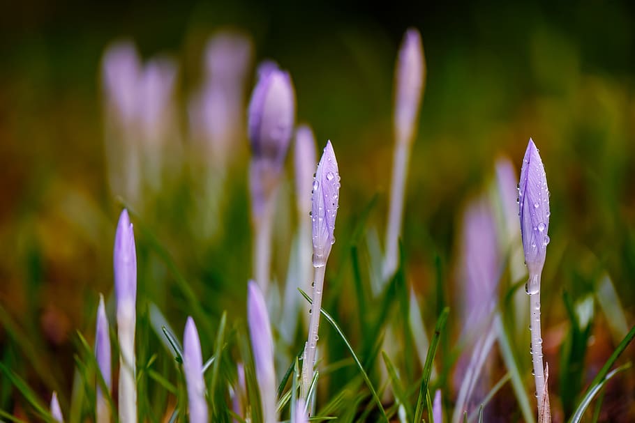 พื้นหลัง, เบลอ, ใกล้ชิด, ดอกดิน, crocuses, น้ำค้าง, ยาหยอด, หญ้า, สีม่วง, สีเหลือง, ดอกไม้, ธรรมชาติ, ฤดูใบไม้ผลิ, เบ่งบาน, สีเขียว, ดอก, ม่วง, สด, พฤกษา, ฤดู, ใบไม้, กำลังบาน, แมโคร, โดยธรรมชาติ, ปลูก, การเจริญเติบโต, ความงามในธรรมชาติ, ไม้ดอก, ความอ่อนแอ, ความสด, ความบอบบาง, สนาม, ไม่มีคน, มุ่งเน้นไปที่เบื้องหน้า, ที่ดิน, กลีบดอกไม้, เลือกโฟกัส, วัน, ม่านตา, หัวดอกไม้, กลางแจ้ง, ใบหญ้า, 2K