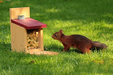 marró, esquirol, fusta, Caixa, animal, sciurus, alimentació, caixa d'alimentació, cacauets, rosegador, herba, naturalesa, mamífer, a l'aire lliure, bonic, vida salvatge, temes d'animals, fauna animal, planta, camp, menjar, color verd, terra, cap gent, un animal, animals a la natura, dia, vertebrats, petit, 2K, CC0, domini públic, lliure de regalies