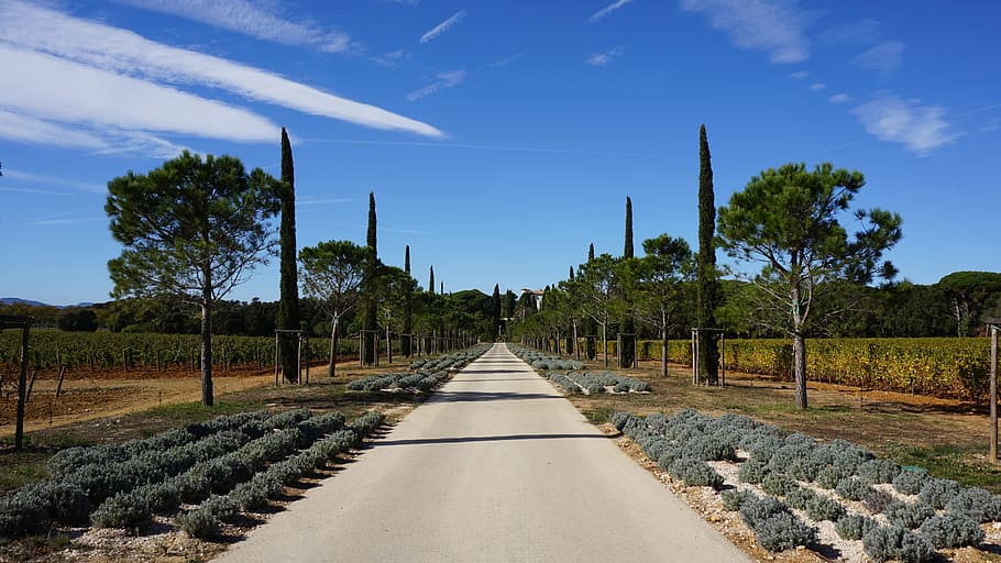 avinguda, pi, xiprer, paisatge, cel, camps, arbre, planta, naturalesa, blau, carretera, cap gent, sendera, núvol - cel, escena rural, medi ambient, a l'aire lliure, bellesa a la natura, direcció, viatjar, perspectiva decreixent, carrer, transport, treelined, 5K
