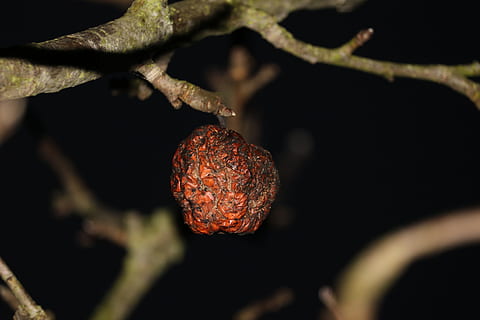 Apple, Dark, Withered, Darkness, minimalist, nature, close-up, tree, branch, plant, one animal, underwater, no people, animal themes, animals in the wild, food and drink, food, fruit, healthy eating, growth, day, outdoors, selective focus, leaf, plant part, berry fruit, focus on foreground, freshness, beauty in nature, black background, ripe, 5K, CC0, public domain, royalty free