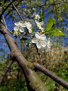 kirsebær, blomster, forår, kan, Kirsebær blomster, blomstrende træ, flor, afdeling, have, plante, blomstrende plante, blomst, skrøbelighed, sårbarhed, vækst, skønhed i naturen, friskhed, fokus på forgrunden, træ, kronblad, tæt på, hvid farve, dag, natur, blomsterstand, blomsterhoved, blomstre, ingen mennesker, udendørs, pollen, kirsebær blomst, 4K, CC0, offentligt domæne, royaltyfrie