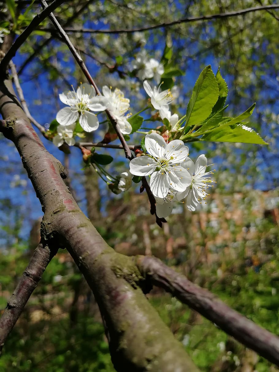 kirsebær, blomster, forår, kan, Kirsebær blomster, blomstrende træ, flor, afdeling, have, plante, blomstrende plante, blomst, skrøbelighed, sårbarhed, vækst, skønhed i naturen, friskhed, fokus på forgrunden, træ, kronblad, tæt på, hvid farve, dag, natur, blomsterstand, blomsterhoved, blomstre, ingen mennesker, udendørs, pollen, kirsebær blomst, 4K