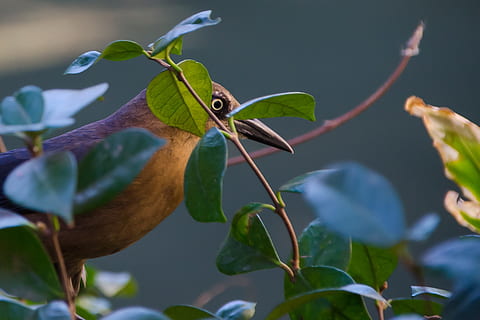 fugl, natur, dyr, fugler, regning, øye, fly, fjærdrakt, brunt nebb, plante del, blad, anlegg, dyre temaer, dyr i naturen, dyreliv, ett dyr, nærbilde, vekst, ingen folk, virveldyr, grønn farge, selektiv fokusering, fokusere på forgrunnen, gren, blomst, tre, skjønnhet i naturen, utendørs, 2K, CC0, offentlig domene, opphavsrett gratis