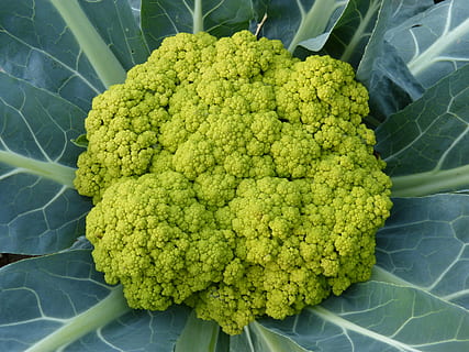 bruc, vegetals, verd, full, verdures, menjar, coliflor, frescor, orgànic, agricultura, naturalesa, col, menjar vegetarià, bròquil, alimentació saludable, fer dieta, color verd, benestar, menjar i beguda, primer pla, cap gent, aliments crus, vista d’angle alt, natura morta, directament a sobre, patró natural, dia, patró, 4K, CC0, domini públic, lliure de regalies