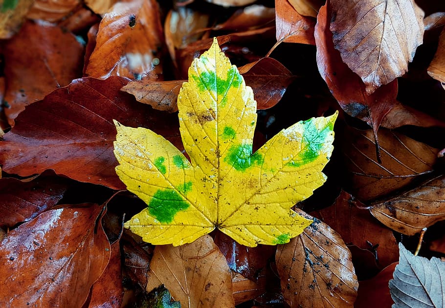 fulla d'auró, maple, fulles d'auró, fulles, fullatge de tardor, fulles de tardor, naturalesa, tardor, colors de la tardor, emergir, groc, marró, verd, època de l’any, full, part de la planta, canvi, planta, dia, primer pla, bellesa a la natura, sec, cap gent, vista d’angle alt, a l'aire lliure, creixement, vulnerabilitat, vena de la fulla, fragilitat, patró natural, llum solar, condició natural, 2K
