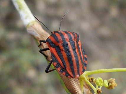 Beetle, Striped, Small, Insect, Orange, nature, animal, wildlife, macro, close-up, invertebrate, one animal, animals in the wild, animal themes, day, animal wildlife, focus on foreground, no people, plant, beauty in nature, animal markings, outdoors, animal body part, animal antenna, zoology, natural pattern, butterfly - insect, 2K, CC0, public domain, royalty free