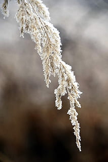 vinter, græs, sne, kold, frost, is, Frosset, vinterlige, rimfrost, blade af græs, iset, snekrystaller, snedækket, plante, humør, vinter magi, tæt, kold temperatur, hvid farve, vejr, tæt på, skønhed i naturen, fokus på forgrunden, ingen mennesker, natur, dag, ro, vækst, skrøbelighed, selektiv fokusering, træ, udendørs, fyrretræ, nåletræ, 5K, CC0, offentligt domæne, royaltyfrie