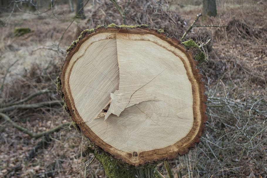 registre, escorça, segat, bosc, M'agrada, anells anuals, arbre, desforestació, material de fusta, fusta, terra, primer pla, llenya, forma, cap gent, indústria de la fusta, secció transversal, camp, anell d’arbre, naturalesa, forma geomètrica, planta, qüestions ambientals, a l'aire lliure, 5K
