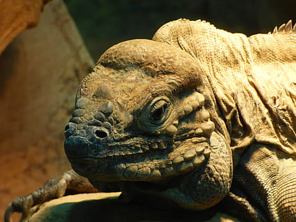 cabeza, escala, lagartija, animal, Bartagam, criatura, escamoso, garra, continuar, ojo, zoo, reptil, iguana marrón, animales de terrario, mundo animal, terrario, retrato de animal, seco, fauna silvestre, naturaleza, iguana, fauna animal, un animal, animales en la naturaleza, temas de animales, vertebrado, de cerca, parte del cuerpo del animal, cabeza de animal, centrarse en primer plano, nadie, Tortuga, día, mirando, escala animal, ojo de animal, 4K, CC0, dominio público, libre de derechos