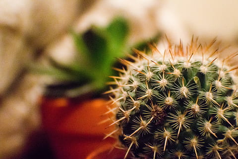 orange, green, cactus plant, selective, focus photography, daytime, cactus, close-up, macro, plant, succulent plant, thorn, sharp, focus on foreground, growth, spiked, human body part, hand, nature, human hand, beauty in nature, people, holding, outdoors, potted plant, green color, 4K, CC0, public domain, royalty free