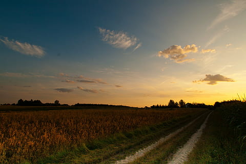 posta de sol, tarda, sol, càlid, cel de la nit, núvol, carril, cel, paisatge, camp, escenics - natura, terra, tranquil·litat, agricultura, escena rural, planta, escena tranquil·la, medi ambient, bellesa a la natura, direcció, núvol - cel, el camí a seguir, naturalesa, carretera, creixement, cap gent, granja, perspectiva decreixent, a l'aire lliure, 4K, CC0, domini públic, lliure de regalies