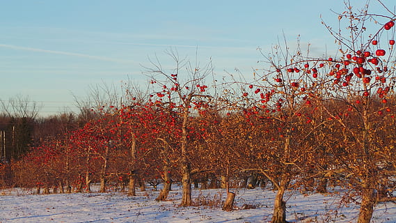 Apfel, Baum, Obst, Natur, Äpfel, rot, frisch, organisch, Landwirtschaft, rote Äpfel, Apfelbäume, Apfelfarm, Bauernhof, Winter, Tag, draußen, keine Leute, Schönheit in der Natur, Pflanze, Himmel, Schnee, kalte Temperatur, Wachstum, Ruhe, Szenen - Natur, Feld, Land, ruhige Szene, Frische, 4K, CC0, gemeinfrei, lizenzfrei