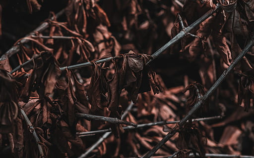 fulles seques marrons, tret macro, sec, fulles, arbre, sotabosc, branca, full, planta, naturalesa, dia, primer pla, cap gent, enfocament selectiu, terra, bosc, part de la planta, centrar-se en primer pla, planta seca, marró, camp, creixement, a l'aire lliure, seguretat, planta morta, pal - part de la planta, Planta esvaïda, 5K, CC0, domini públic, lliure de regalies