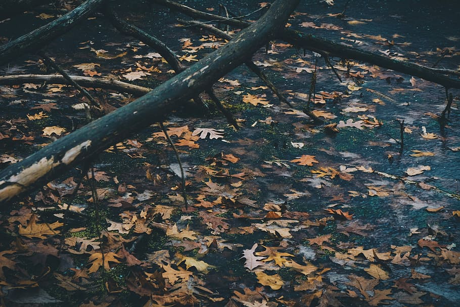 filtrat, fotografia, sec, fulles d'auró, cos, aigua, dos, caigut, arbres, fulla d'auró, branca, arbre, fulles, full, part de la planta, tardor, canvi, naturalesa, cap gent, dia, vista d’angle alt, planta, terra, caient, a l'aire lliure, bellesa a la natura, camp, primer pla, metall, tranquil·litat, condició natural, caure, 5K