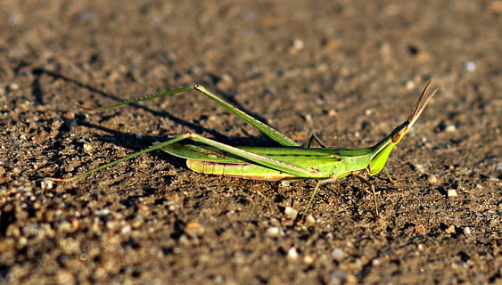 græshoppe, Insecta, grøn, natur, tæt på, makro, insekt, blad, plante, grøn farve, vækst, dyr, et dyr, dyre temaer, dyr i naturen, dyreliv, hvirvelløse, selektiv fokusering, dag, dyr kropsdel, jord, ingen mennesker, sollys, Mark, udendørs, dyr antenne, overflade niveau, 2K, CC0, offentligt domæne, royaltyfrie