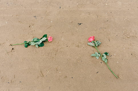sabbia, Rose, altro, natura, estate, fiore, pianta, nessuno, fragilità, avvicinamento, terra, pianta fiorita, bellezza nella natura, giorno, vista dall'alto, freschezza, spiaggia, all'aperto, crescita, vulnerabilità, colore verde, parte vegetale, foglia, 4K, CC0, dominio pubblico, privo di copyright
