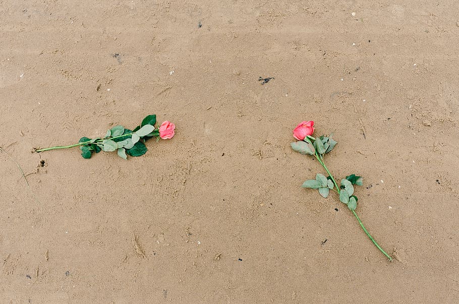 sand, roser, Andet, natur, sommer, blomst, plante, ingen mennesker, skrøbelighed, tæt på, jord, blomstrende plante, skønhed i naturen, dag, høj vinkel visning, friskhed, strand, udendørs, vækst, sårbarhed, grøn farve, plante del, blad, 4K