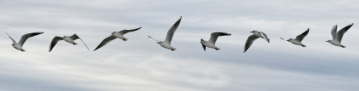 selektiv, fokus foto, Vogel, Flug, Möwe, Sequenz, Seevogel, Natur, fliegend, Tier, Tierwelt, Tierflügel, Meer, Himmel, Weiß, wolke - himmel, Tierthemen, Tiere in freier Wildbahn, in der Luft, Wirbeltier, Gruppe von Tieren, keine Leute, Bewegung, große Gruppe von Tieren, die Flügel ausbreiten, Vogelschwarm, Flachwinkelansicht, Tag, unterwegs, 5K, CC0, gemeinfrei, lizenzfrei