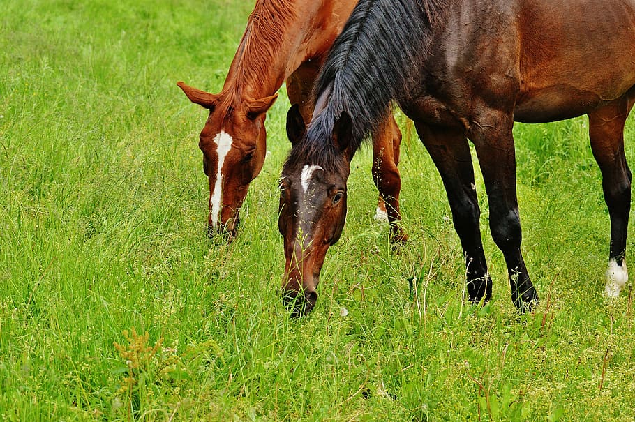 cavalls, per dos, acoblament, semental, menjar, paddock, marró, prat, pastures, pastar, naturalesa, herba, verd, jugar, mamífer, animal, temes d'animals, animals domèstics, bestiar, camp, nacional, planta, mascotes, terra, vertebrats, agricultura, pasturatge, cap gent, color verd, dia, fauna animal, herbívors, a l'aire lliure, cap d’animals, 5K