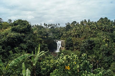 albero a foglie verdi, cascata, verdura, natura, alberi di cocco, piantagione, tropicale, botanico, rocce, foresta, naturale, panoramico, scenario, vegetazione, albero, foresta pluviale tropicale, pianta, crescita, colore verde, bellezza nella natura, cielo, scenics - natura, nuvola - cielo, giorno, scena tranquilla, acqua, la tranquillità, scena non urbana, nessuno, idilliaco, movimento, ambiente, all'aperto, acqua corrente, fluente, 4K, CC0, dominio pubblico, privo di copyright