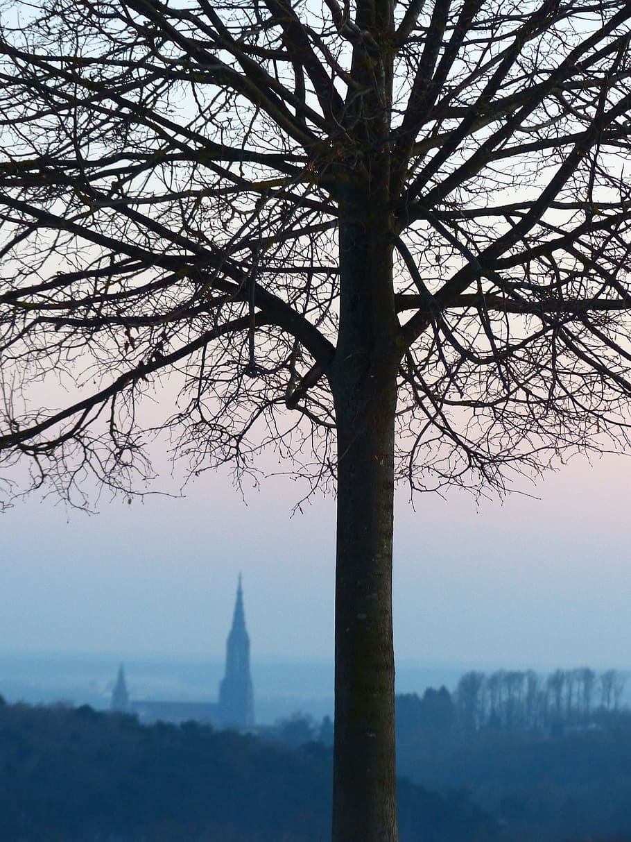 log, træ, æstetisk, grene, symmetrisk, vækst, landskab, natur, outlook, Ulm, ulm katedral, Münster, by, dis, tåge, vinter, vinterlige, ensomt træ, kirke, berømte sted, arkitektur, himmel, bare træ, rejsemål, historie, ingen mennesker, plante, bygget struktur, bygning udvendig, skønhed i naturen, turisme, rejse, afdeling, ro, udendørs, bygning, 4K