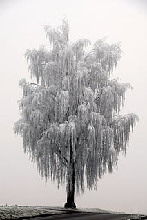 gråtonebillede, træ, vinter, vinterlige, natur, kold, humør, frost, vinterforkølelse, tåge, ensom, grå, plante, himmel, skønhed i naturen, vand, ro, dag, scenics - natur, skyfri himmel, vækst, rolig scene, ingen mennesker, Palme træ, udendørs, tropisk klima, ikke-urbane scene, havnefronten, jord, 5K, CC0, offentligt domæne, royaltyfrie