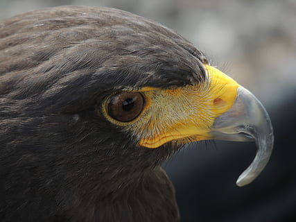 tæt på, fotografering, høg, overfladisk, fokus fotografering, sort, fugl, ørn, næb, fjer, øje, rovdyr, fuglhoved, dyreliv, brun fugl, gul næb, natur, harris hawk, dyr, dyre temaer, et dyr, hvirveldyr, dyr i naturen, dyr kropsdel, rovfugl, fokus på forgrunden, leder, ingen mennesker, dyr hoved, dyr øje, dag, ørn - fugl, gul, profilvisning, 4K, CC0, offentligt domæne, royaltyfrie