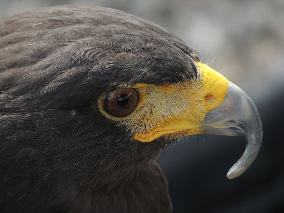 primer pla, fotografia, falcó, poc profund, focalitzar la fotografia, negre, ocell, àguila, bec, ploma, ull, depredador, cap d'ocell, vida salvatge, ocell marró, bec groc, naturalesa, harris hawk, animal, temes d'animals, un animal, vertebrats, animals a la natura, fauna animal, part del cos dels animals, rapinyaire, centrar-se en primer pla, mirant, cap gent, cap d’animals, ull d’animals, dia, àguila - ocell, groc, vista del perfil, 4K