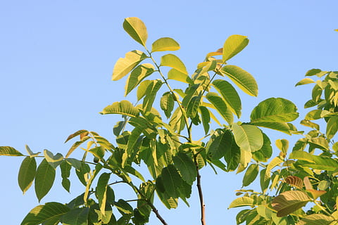 สีดำ, ทางตะวันออก, Juglans, ใบไม้, ต้นมันฮ่อ, พืช, ส่วนของพืช, ท้องฟ้า, การเจริญเติบโต, ปลูก, มุมมองที่ต่ำ, สีเขียว, ธรรมชาติ, ต้นไม้, ฟ้าโปร่ง, ไม่มีคน, วัน, สีน้ำเงิน, แสงแดด, ความสด, กลางแจ้ง, สาขา, ความงามในธรรมชาติ, อาหารและเครื่องดื่ม, ใกล้ชิด, 4K, CC0, โดเมนสาธารณะ, ค่าลิขสิทธิ์ฟรี