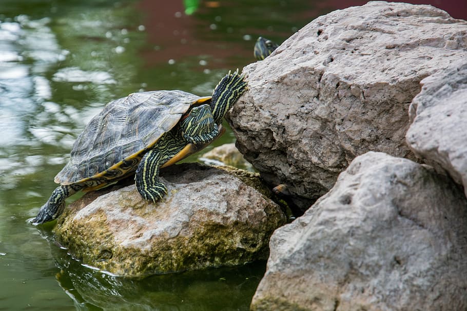verd, tortuga, col · locat, rock, cos, aigua, marró, gris, shell, animal, roques, rèptil, un animal, temes d'animals, fauna animal, animals a la natura, rock - object, dia, a l'aire lliure, vertebrats, sòlid, centrar-se en primer pla, cap gent, naturalesa, llac, amfibi, llangardaix, 4K