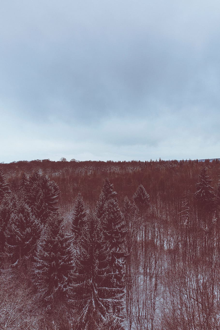 Foto, Skov, dækket, sne, vinter, hvid, kold, vejr, is, træer, planter, natur, antenne, rejse, eventyr, skyer, himmel, ingen mennesker, sky - himmel, dag, udendørs, landskab, scenics, tæt på, plante, træ, rolig scene, jord, ro, scenics - natur, skønhed i naturen, miljø, ikke-urbane scene, Mark, vækst, 5K