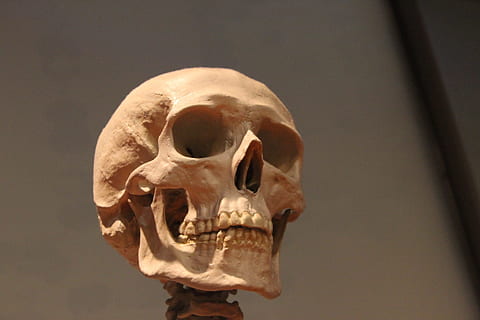 selectiu, focalitzar la fotografia, humà, crani, esquelet, cap, ossos, anatomia, cara, os, esquelet humà, part del cos humà, crani humà, os humà, part del cos, primer pla, sol objecte, crani d’animals, natura morta, a l'interior, part del cos dels animals, gent, fantasmal, tir de l'estudi, 1080P, CC0, domini públic, lliure de regalies